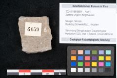 Foto (Objekt + Etikett) von Zostera ungeri Ettingshausen (NHMW-GEO-2024-0188-6659)